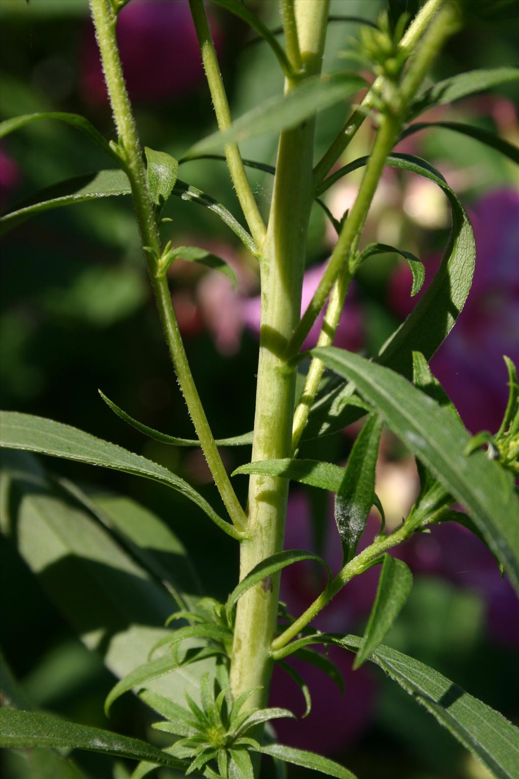 Solidago gigantea (door Niels Jeurink)