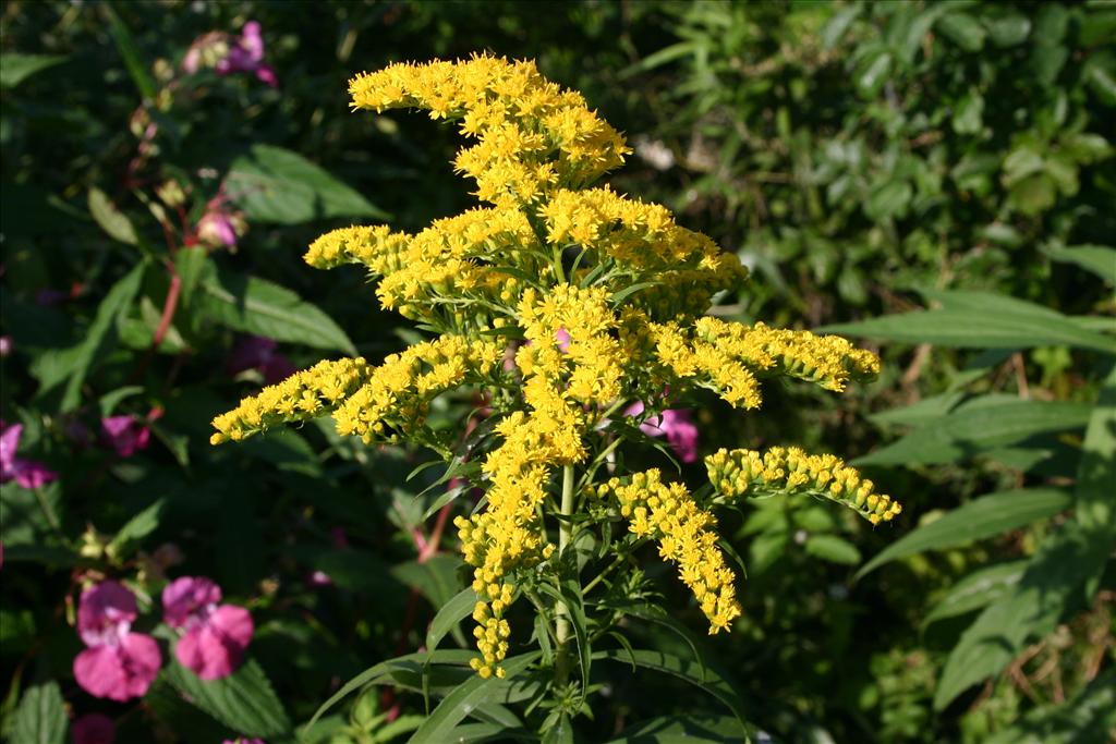 Solidago gigantea (door Niels Jeurink)