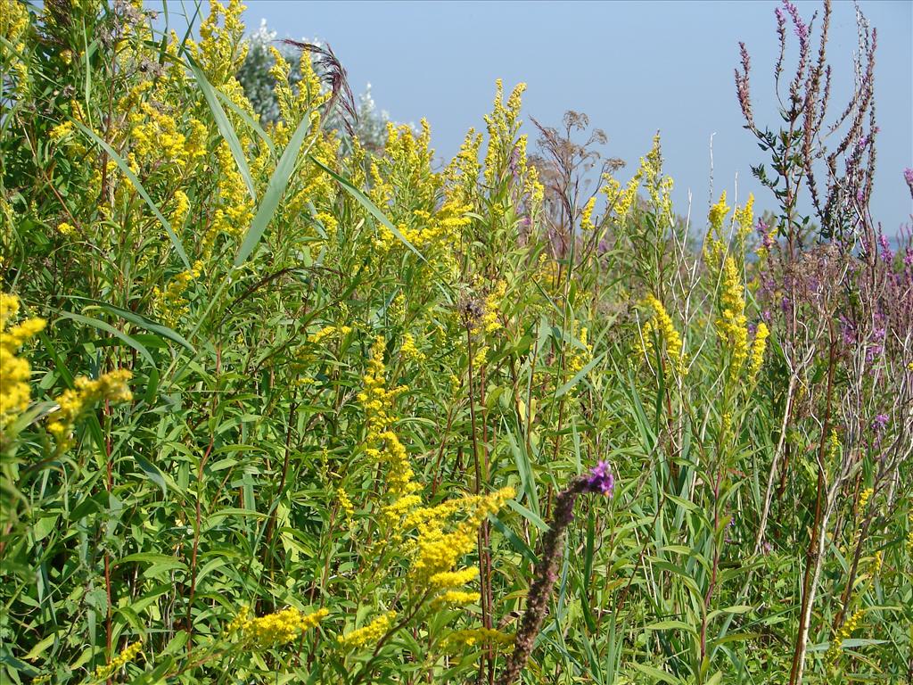 Solidago gigantea (door Adrie van Heerden)