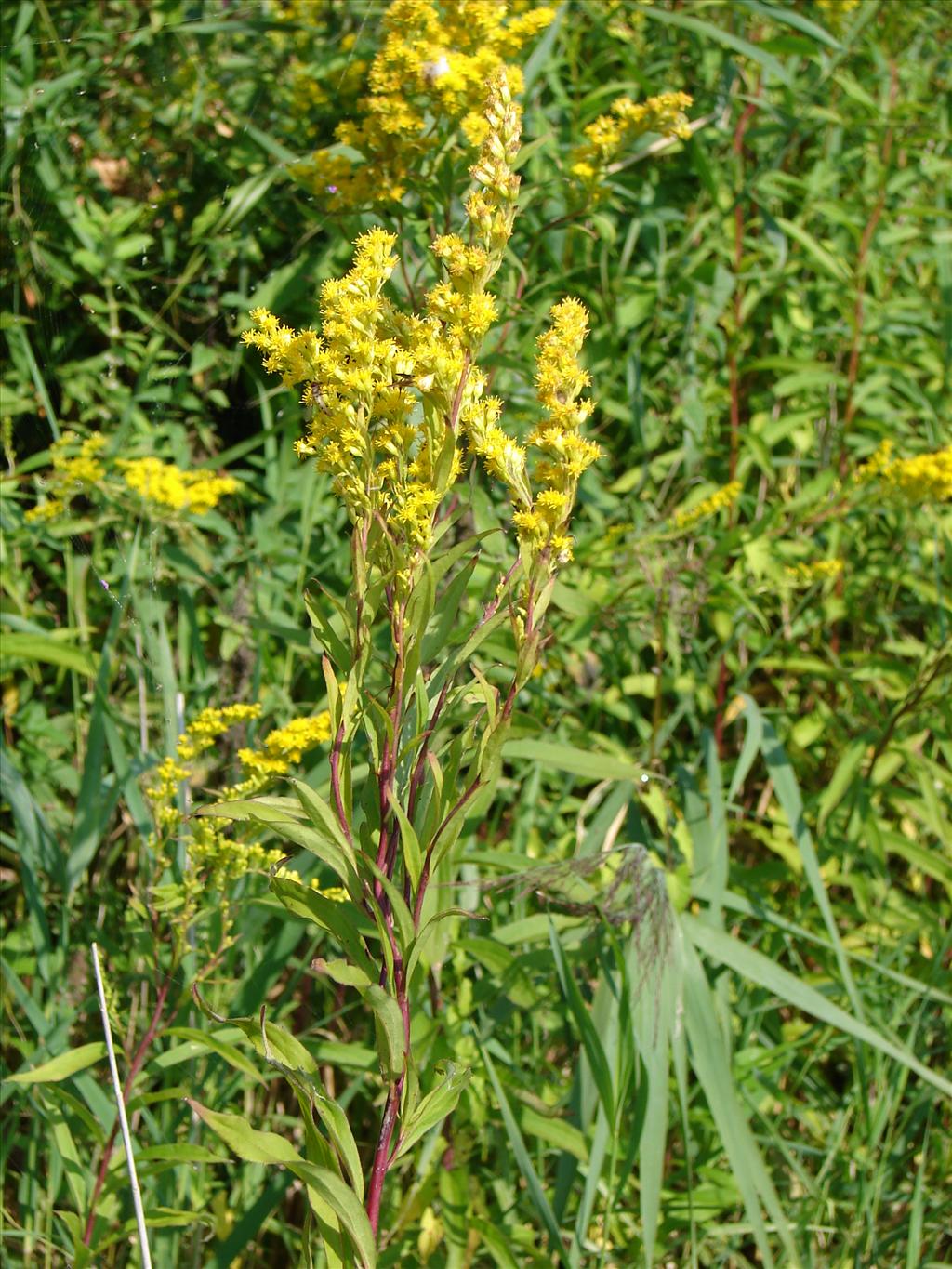 Solidago gigantea (door Adrie van Heerden)