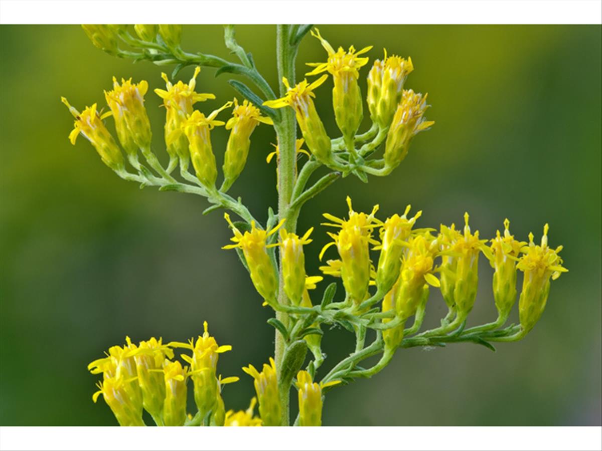 Solidago nemoralis (door Bruce Leander, Lady Bird Johnson Wildflower Center)