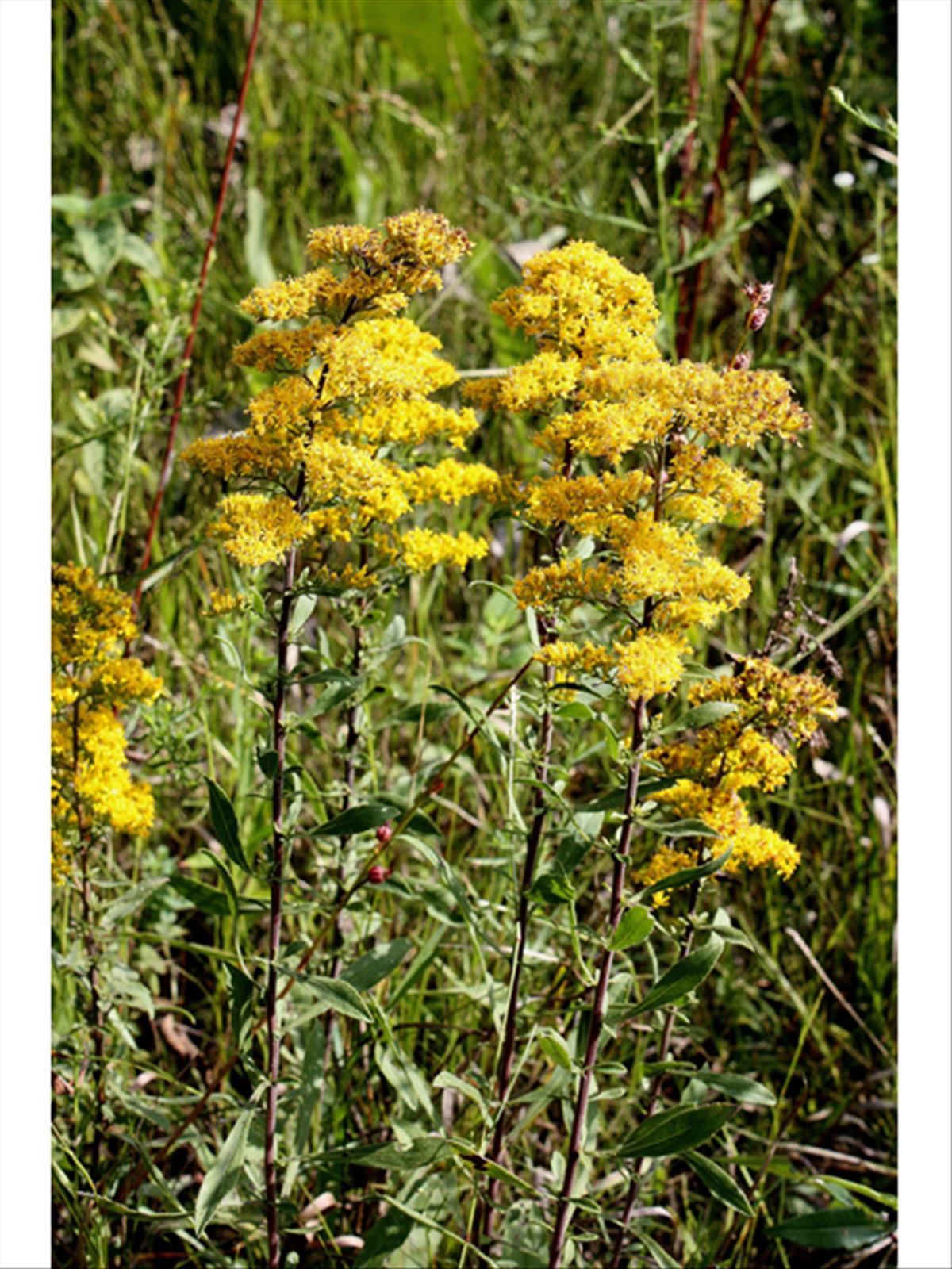 Solidago nemoralis (door R.W. Smith, Lady Bird Johnson Wildflower Center)