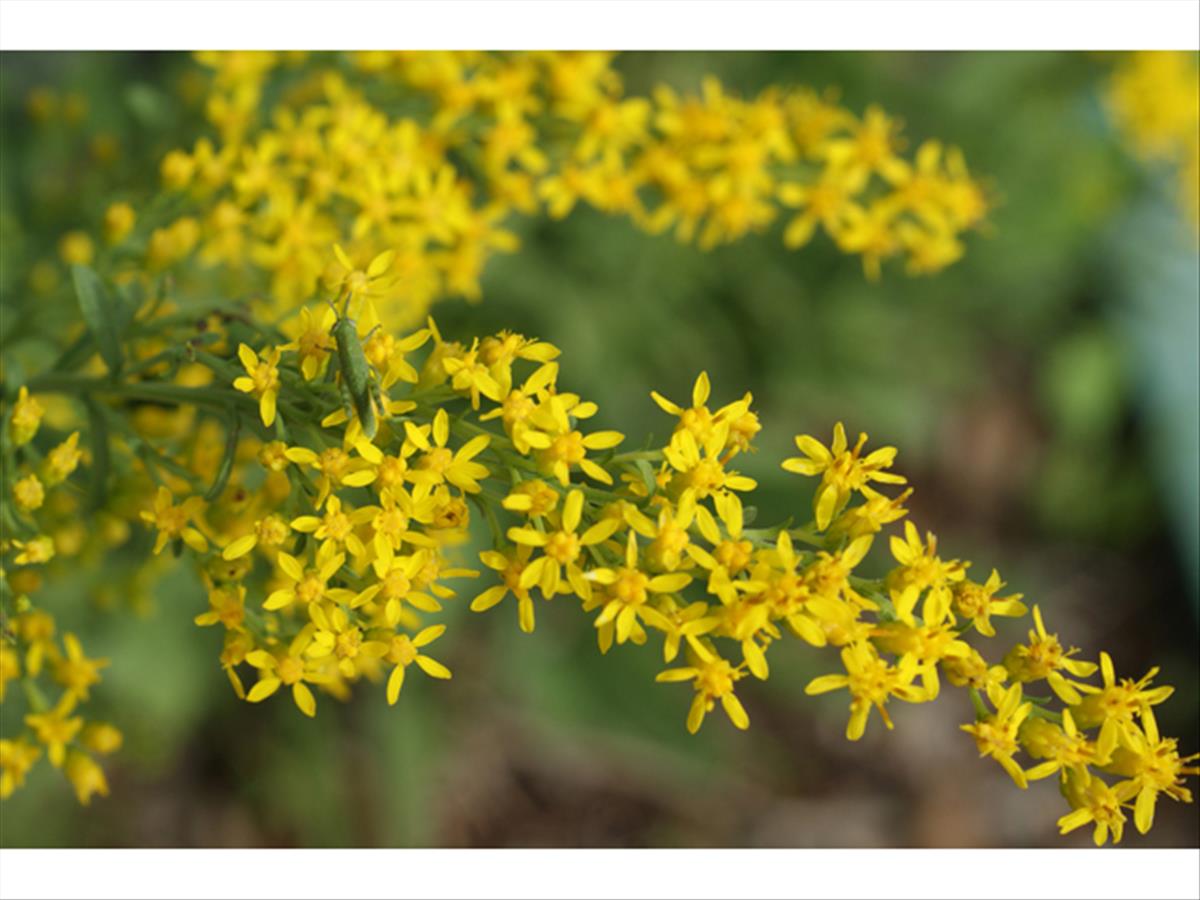 Solidago nemoralis (door Ray Mathews, Lady Bird Johnson Wildflower Center)