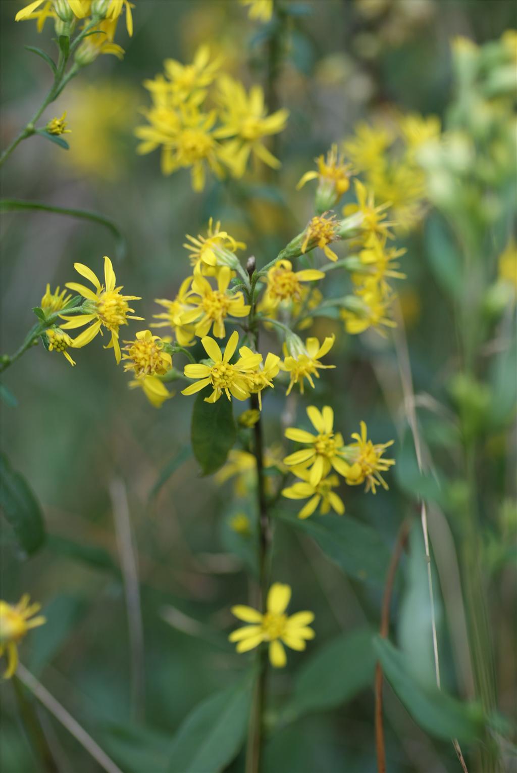 Solidago virgaurea (door Adrie van Heerden)