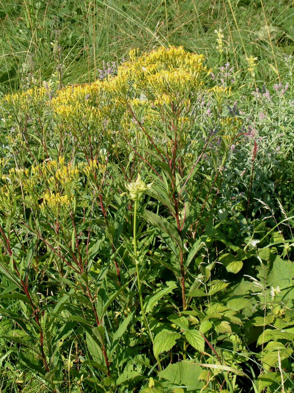 Senecio ovatus (door Adrie van Heerden)