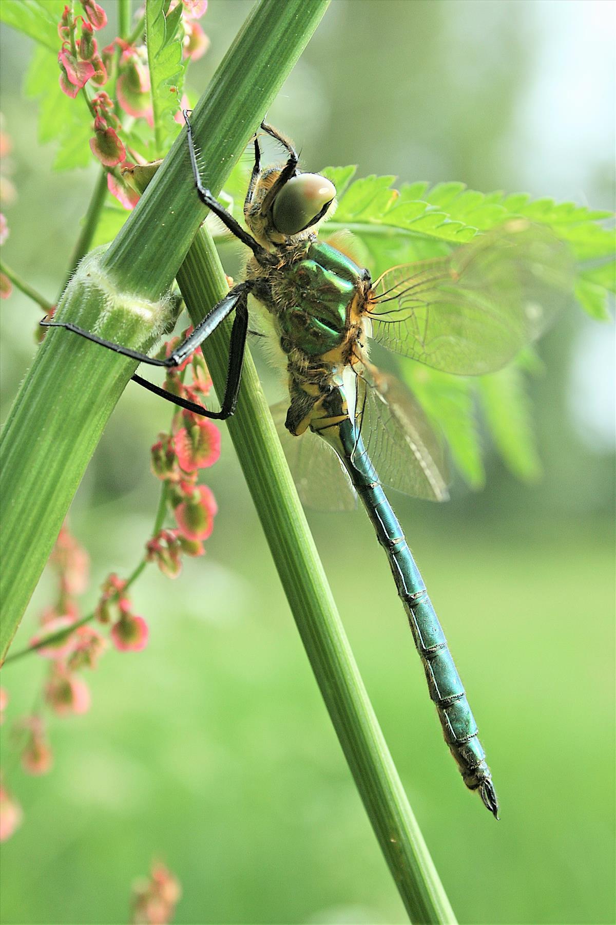 Somatochlora metallica (door Jan Kersten)