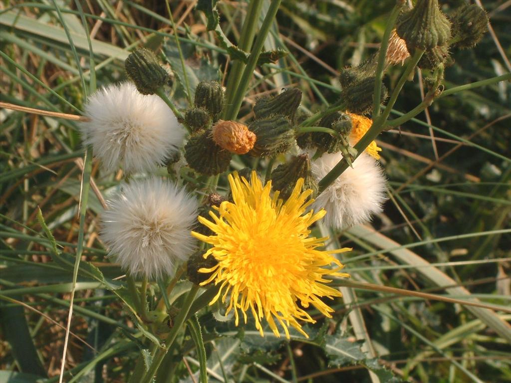 Sonchus arvensis var. maritimus (door Adrie van Heerden)