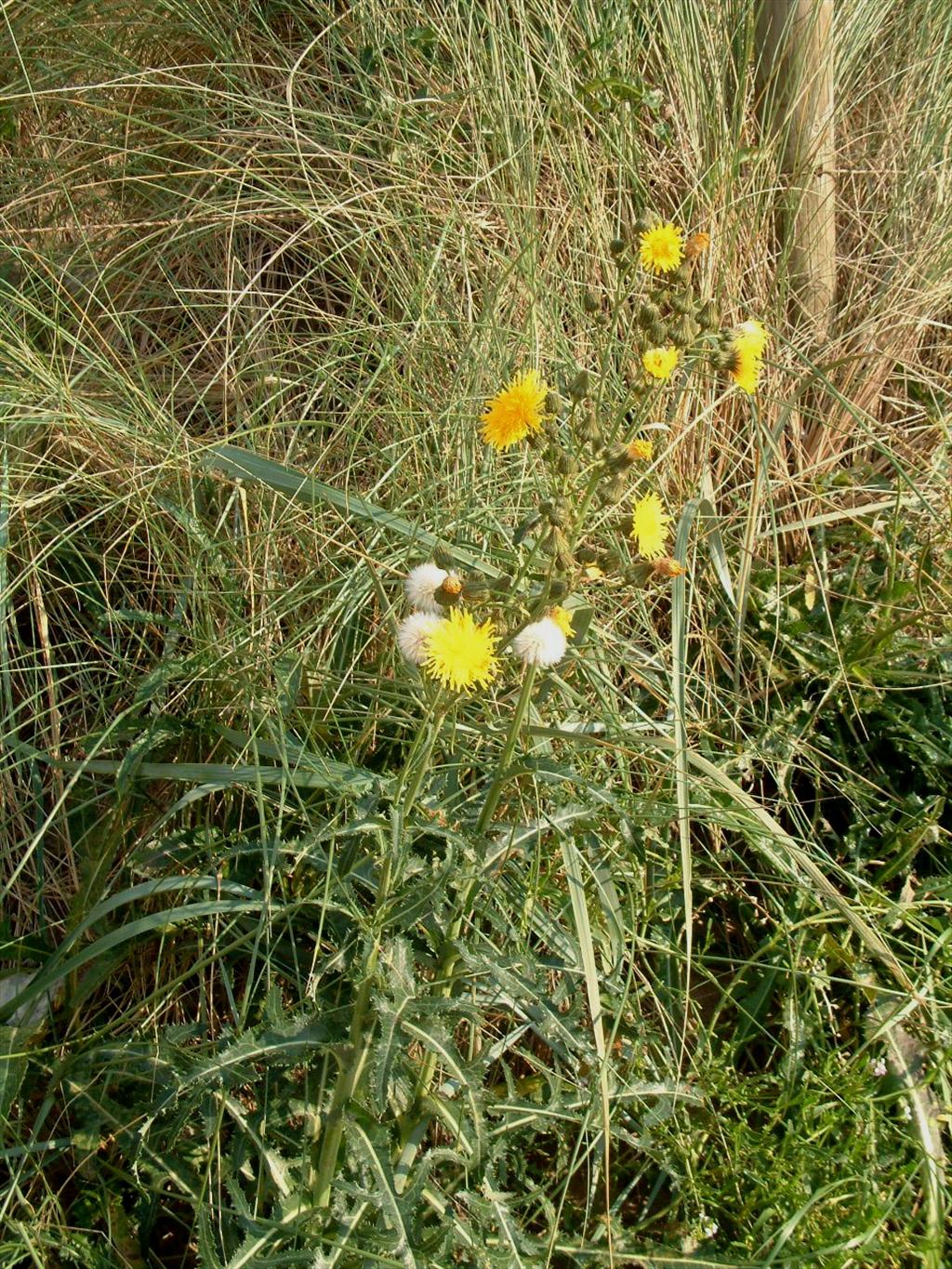 Sonchus arvensis var. maritimus (door Adrie van Heerden)