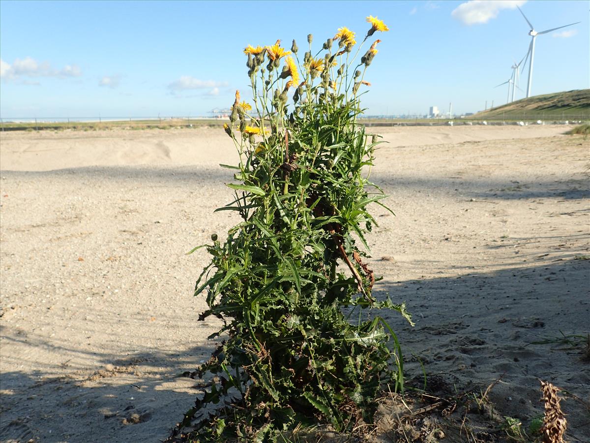 Sonchus arvensis var. maritimus (door Adrie van Heerden)