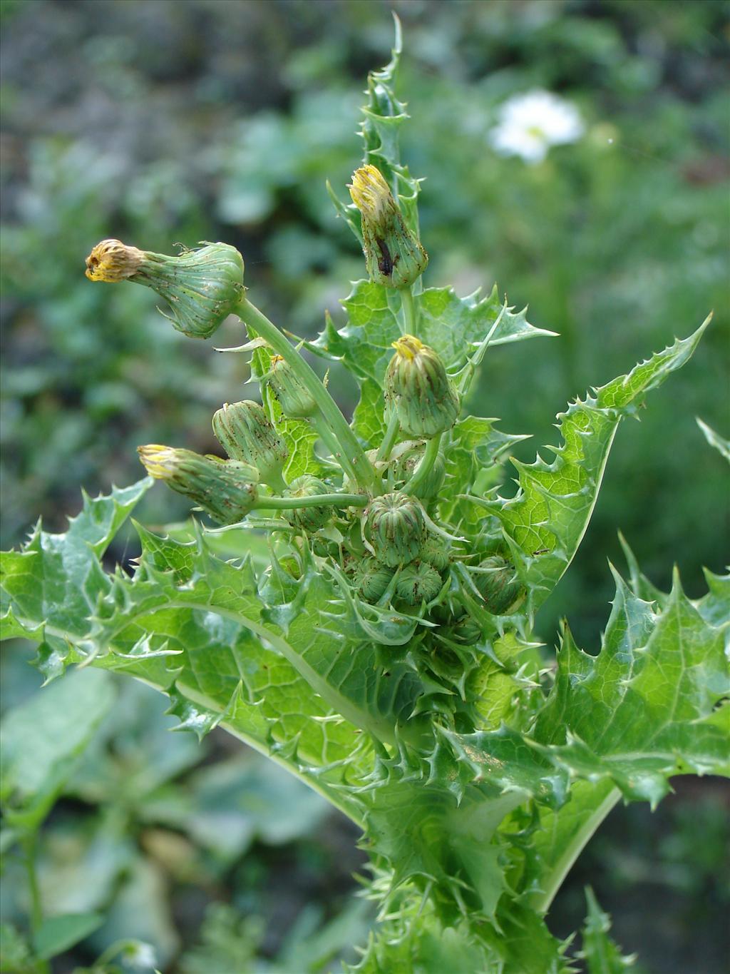 Sonchus asper (door Adrie van Heerden)