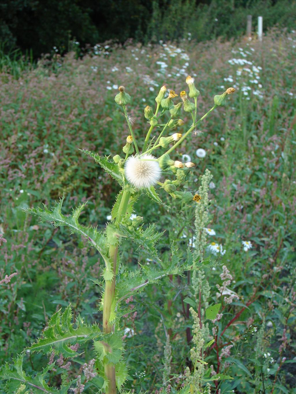 Sonchus asper (door Adrie van Heerden)