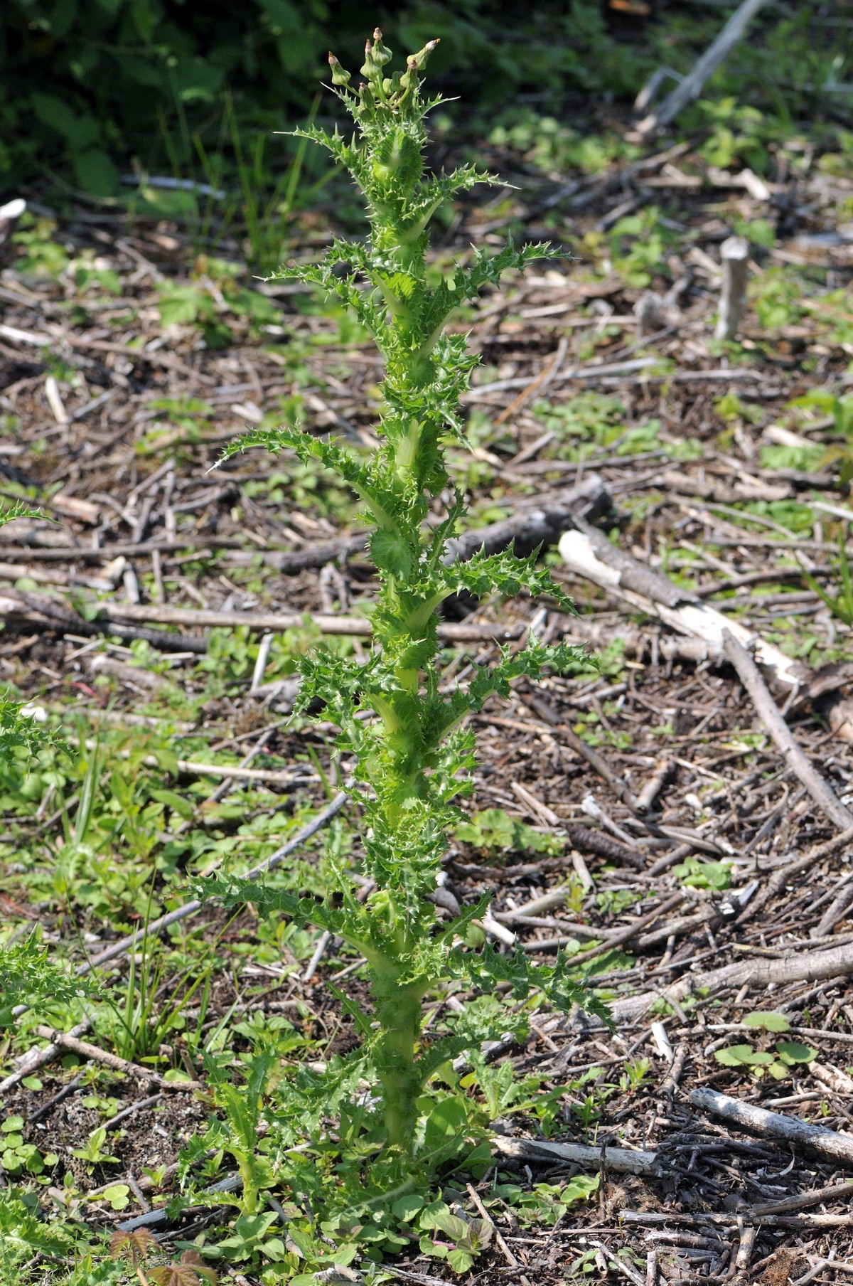 Sonchus asper (door Hans Toetenel)