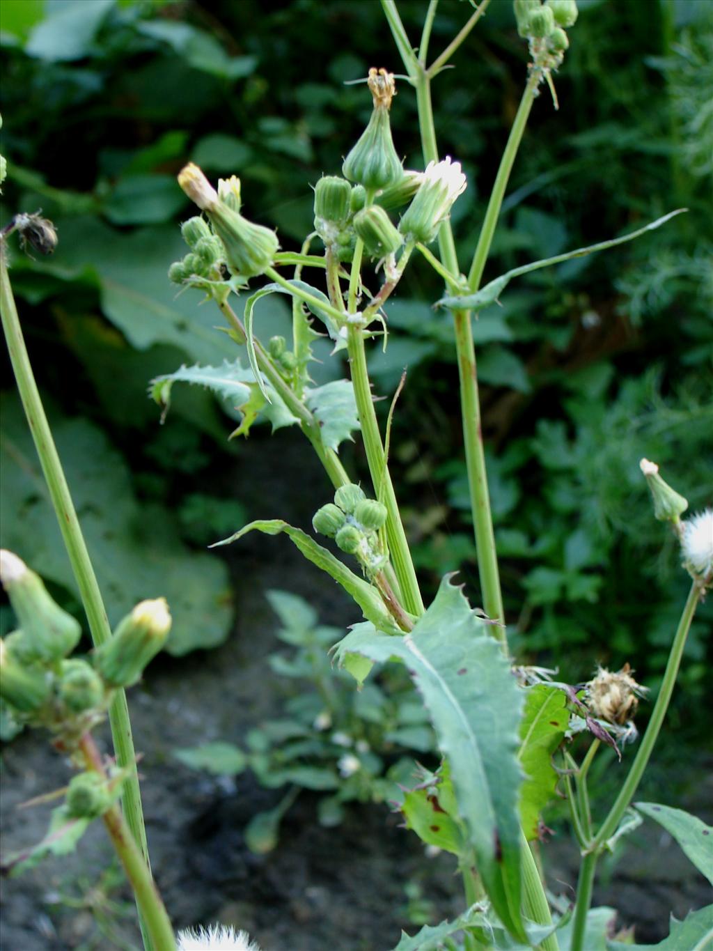 Sonchus oleraceus (door Adrie van Heerden)