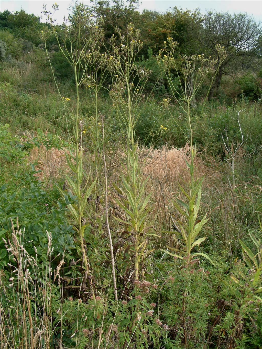 Sonchus palustris (door Adrie van Heerden)