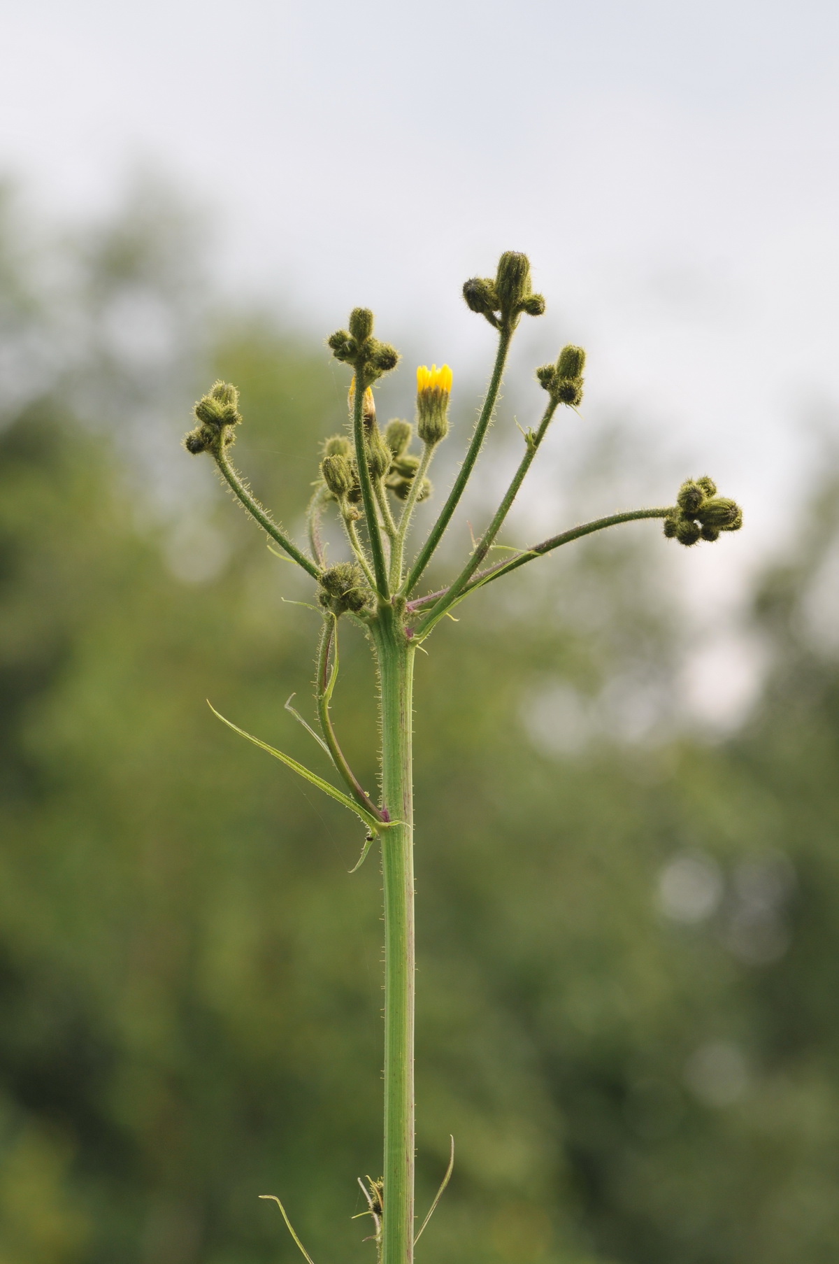 Sonchus palustris (door Hans Toetenel)