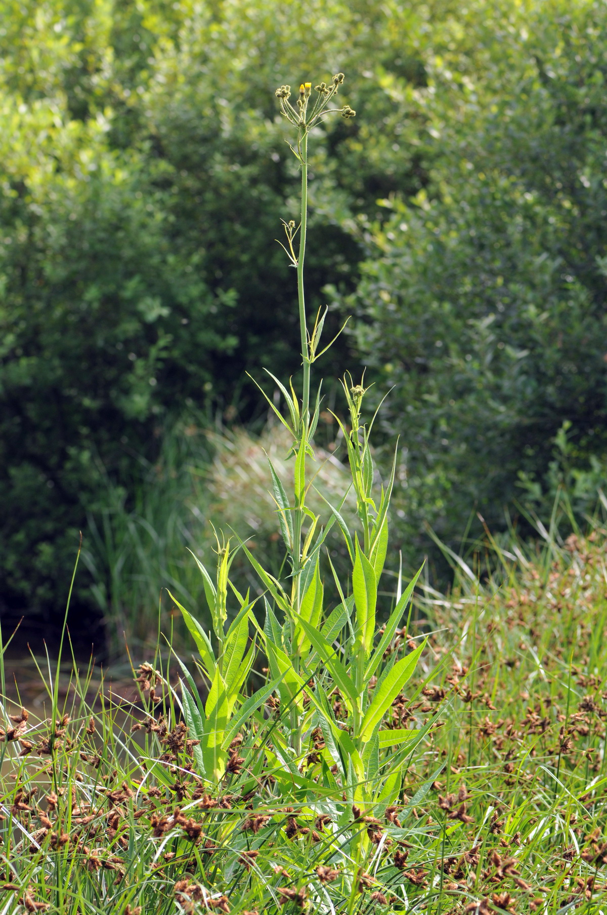 Sonchus palustris (door Hans Toetenel)