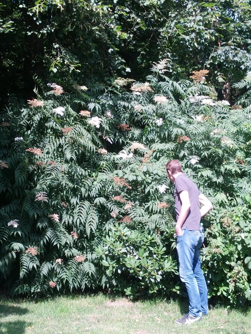 Sorbaria sorbifolia (door Ruud Beringen)