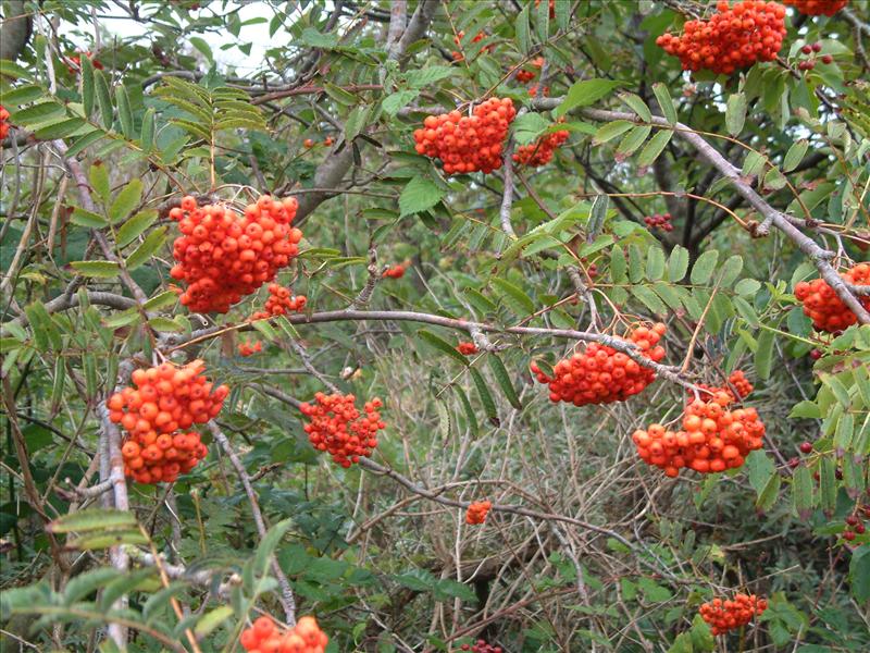 Sorbus aucuparia (door Adrie van Heerden)