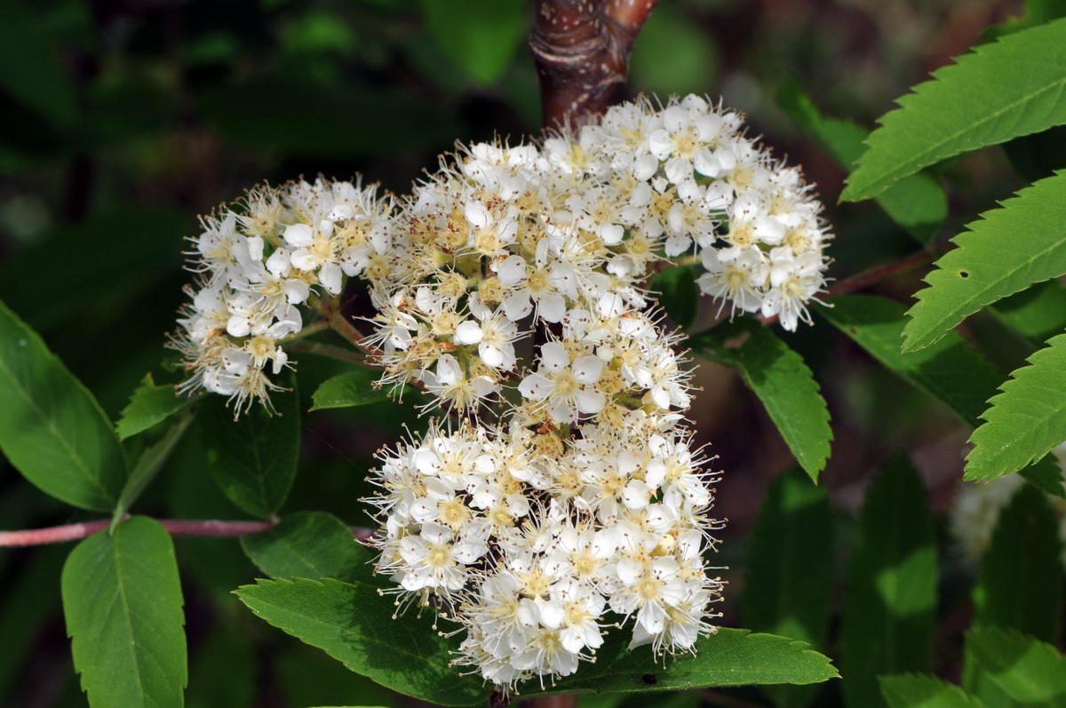 Sorbus aucuparia (door Hans Toetenel)