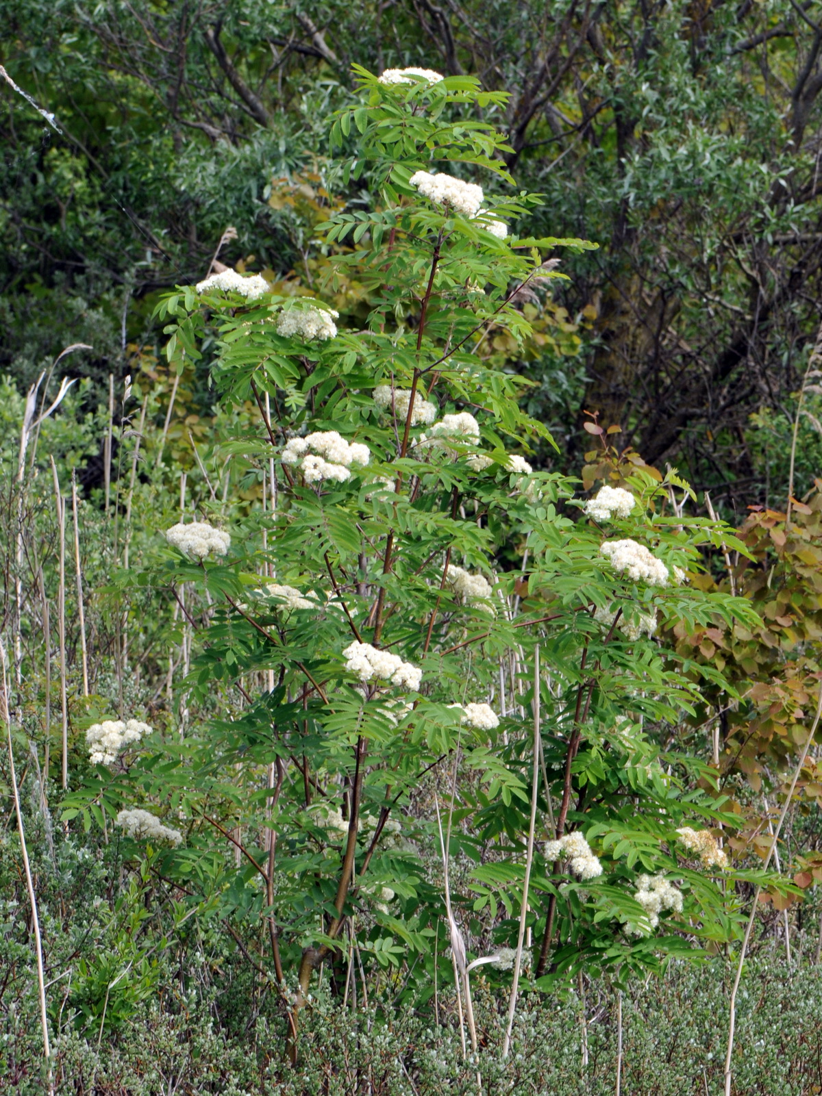 Sorbus aucuparia (door Hans Toetenel)