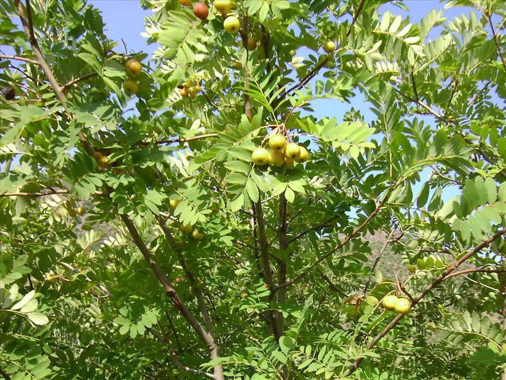 Sorbus domestica (door Toon Verrijdt)