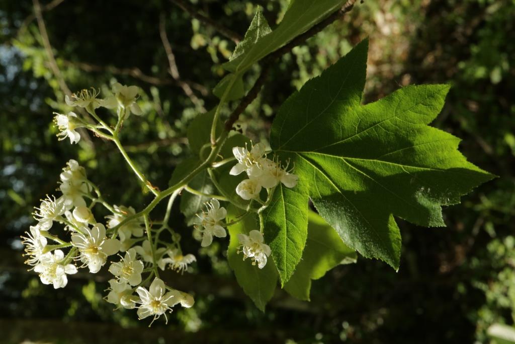 Sorbus torminalis (door R. van Leeuwen)