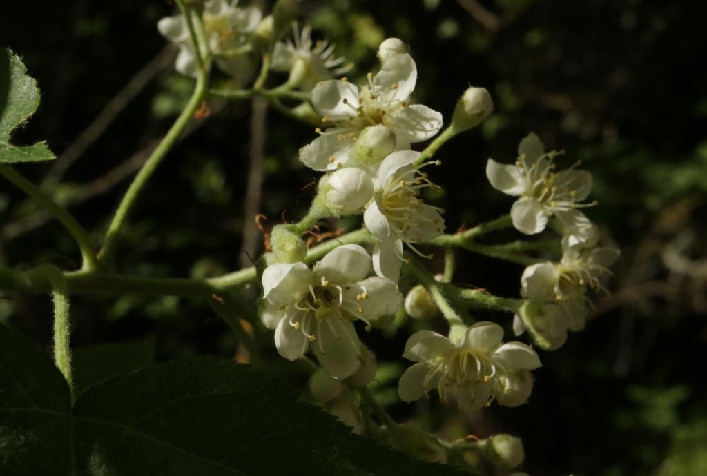 Sorbus torminalis (door R. van Leeuwen)