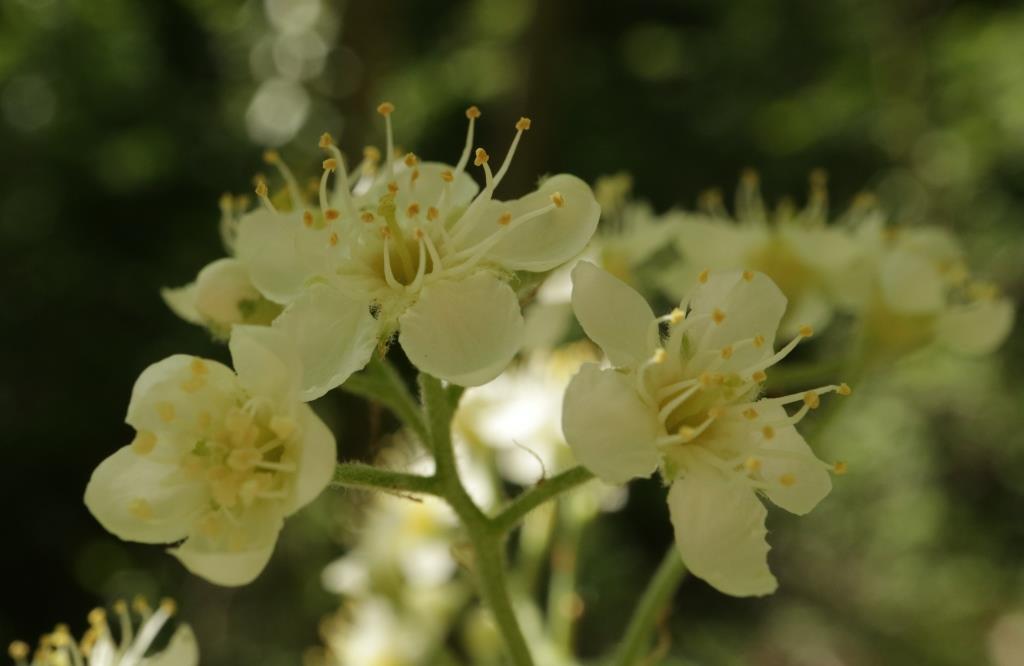 Sorbus torminalis (door R. van Leeuwen)