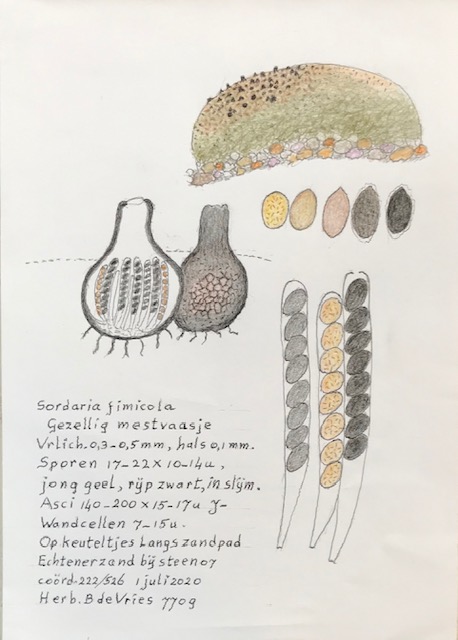 Sordaria fimicola (door Bernhard de Vries)