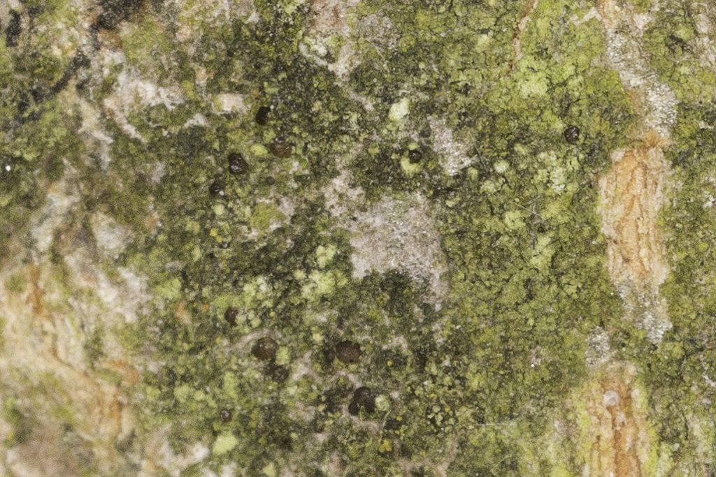Scoliciosporum sarothamni (door Paul Schrama)