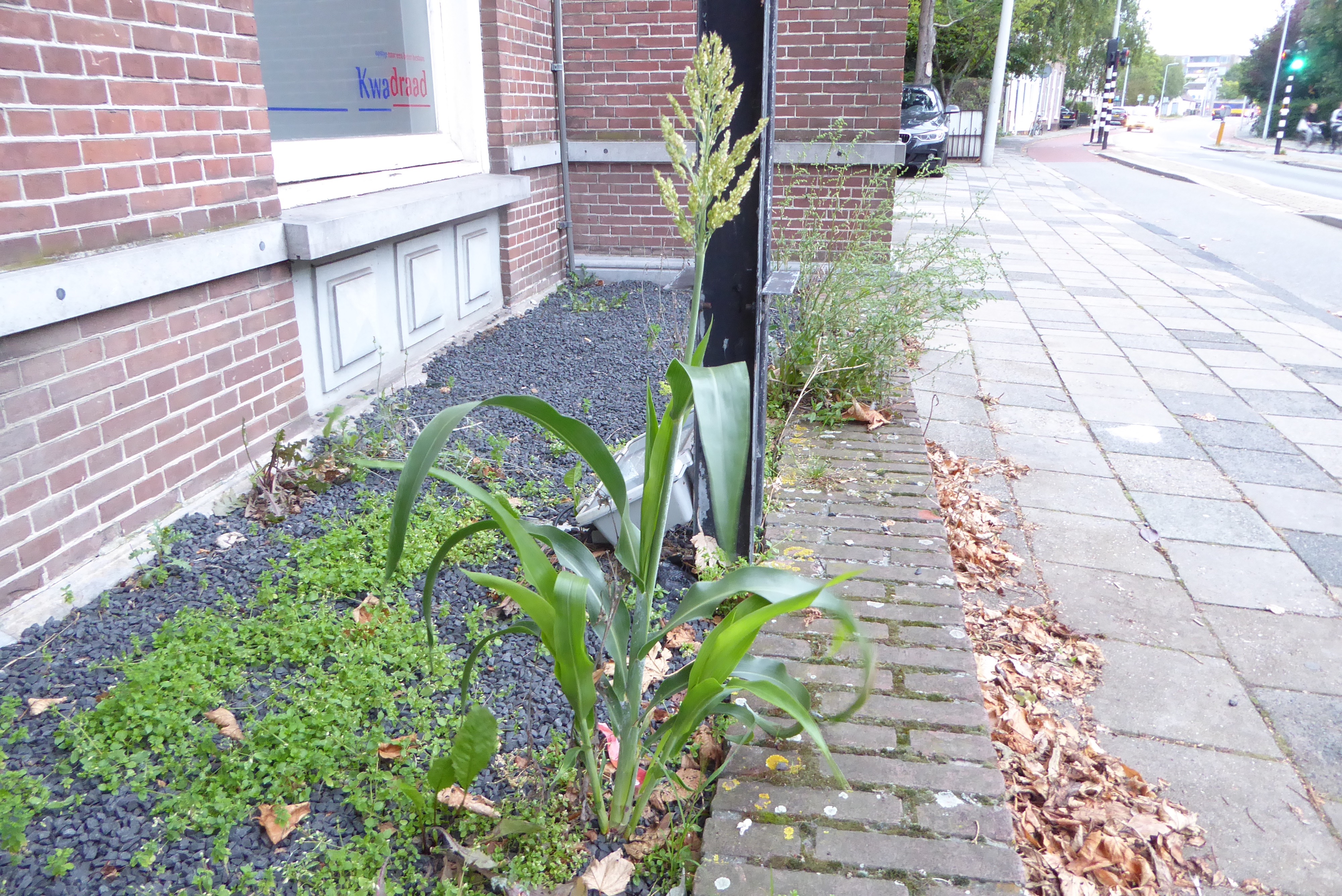 Sorghum bicolor (door Koen van Zoest)