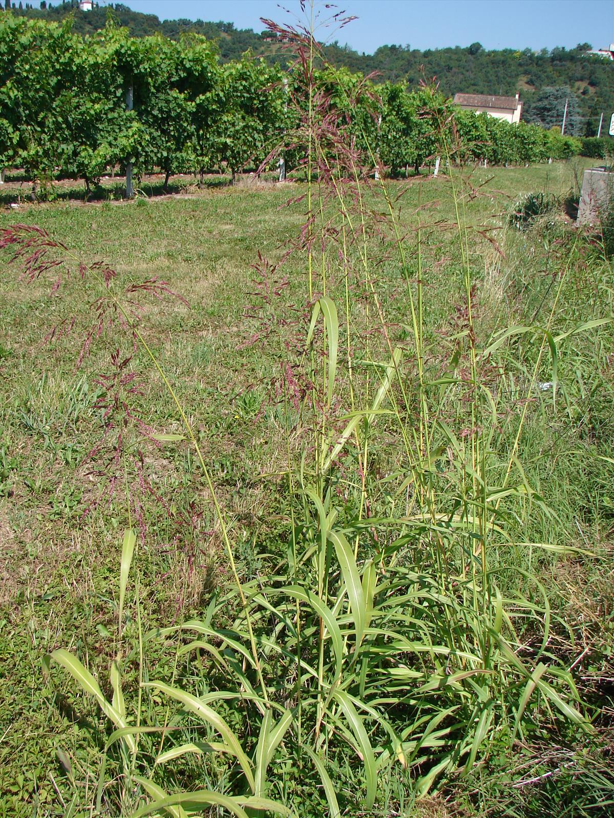 Sorghum halepense (door Adrie van Heerden)