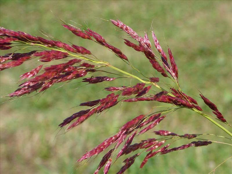 Sorghum halepense (door Adrie van Heerden)