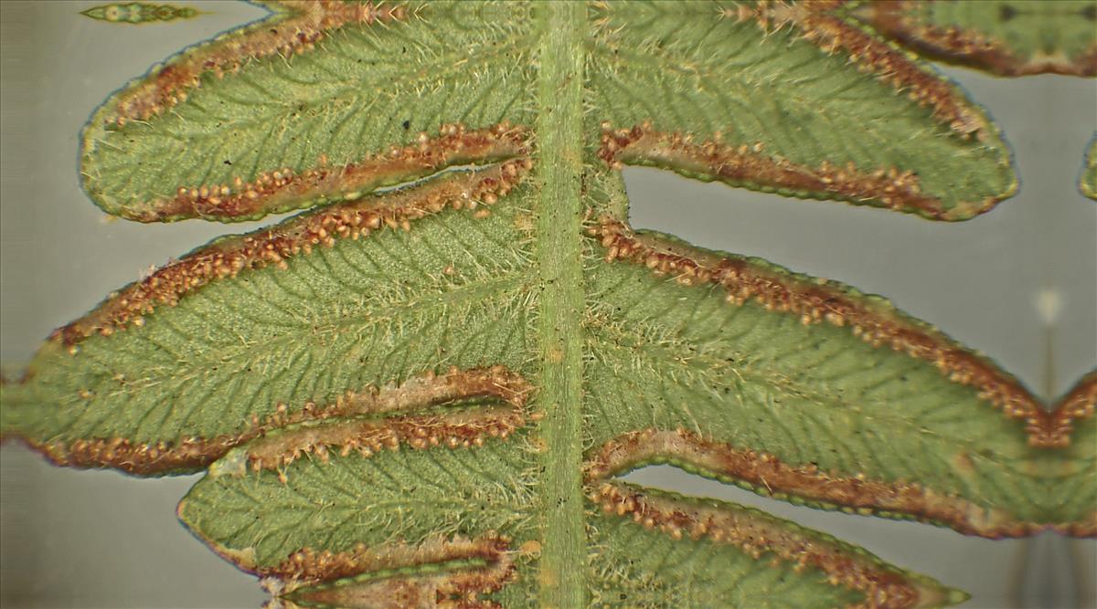 Pteridium aquilinum (door Joop de Wilde)