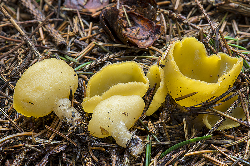 Sowerbyella radiculata (door Nico Dam)