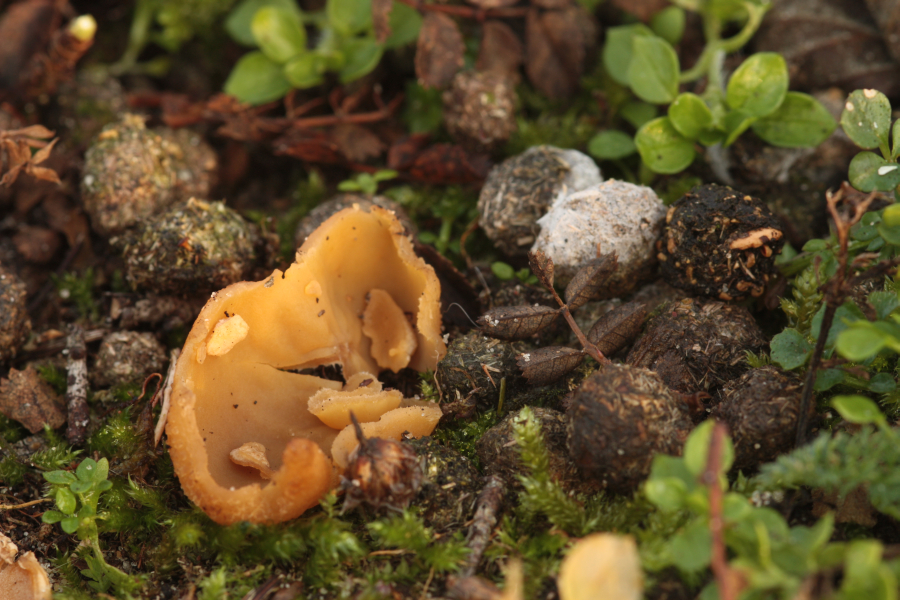 Sowerbyella radiculata (door Atte van den Berg)