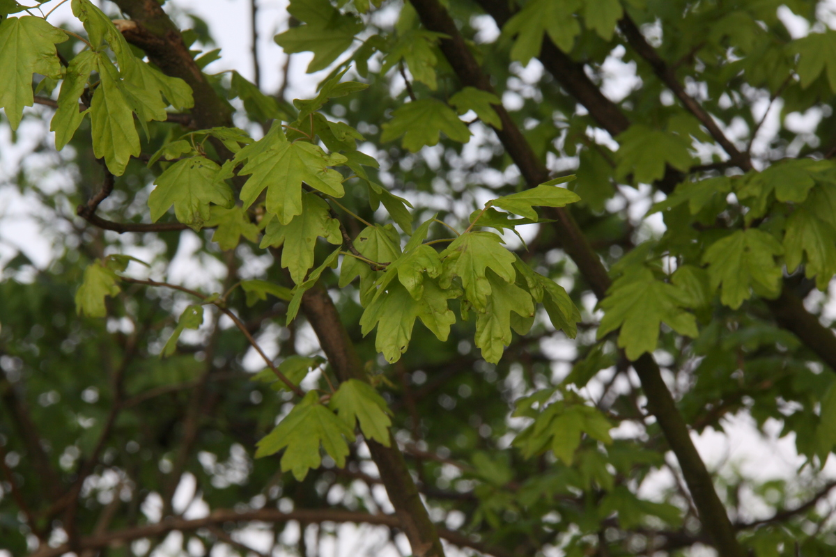 Acer campestre (door Peter Meininger)