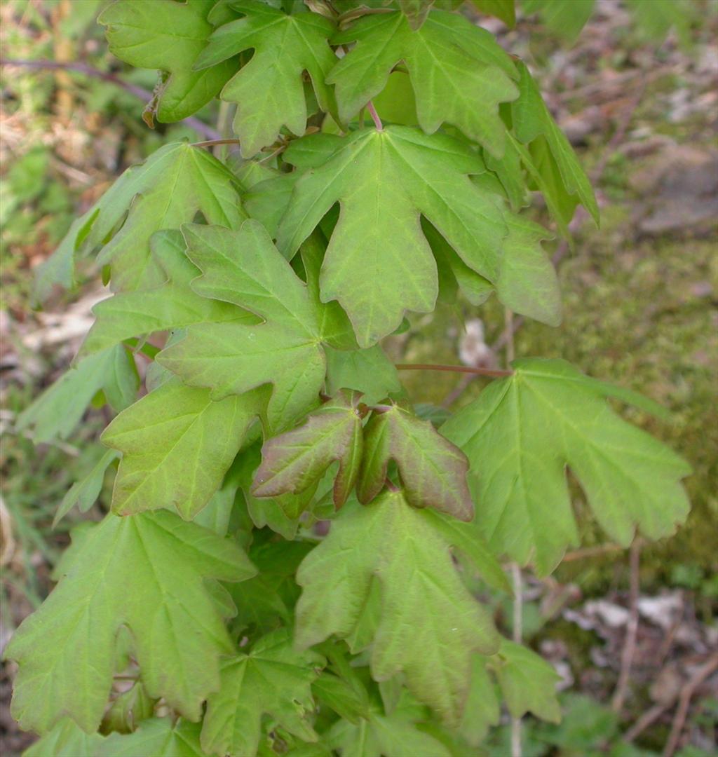 Acer campestre (door Peter Meininger)