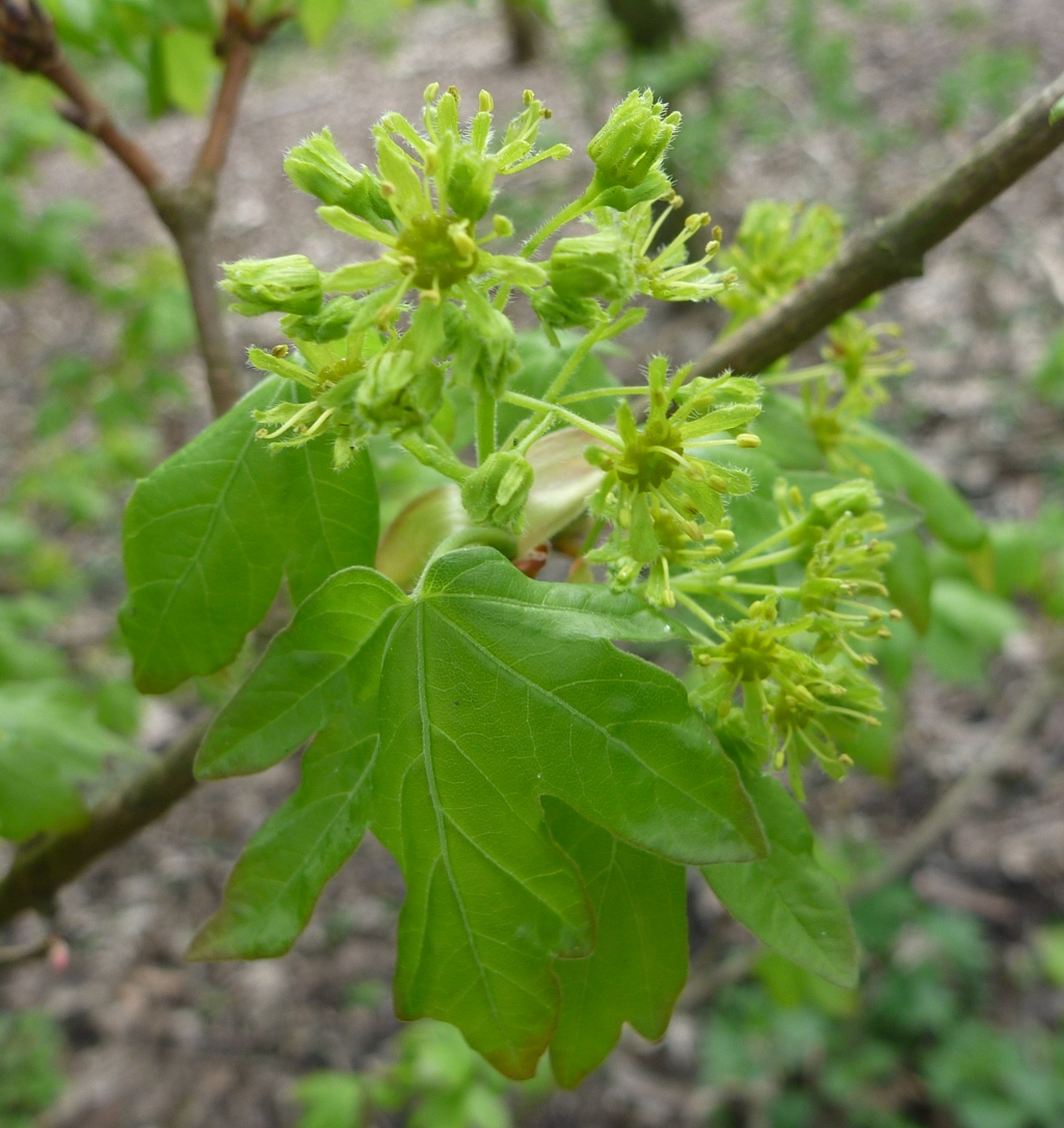 Acer campestre (door Cor Nonhof)