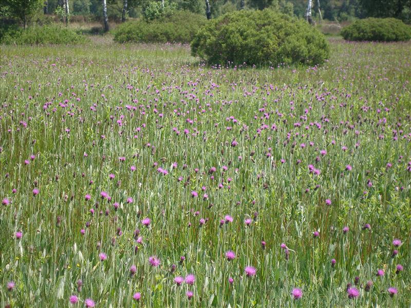 Cirsium dissectum (door Piet Bremer )