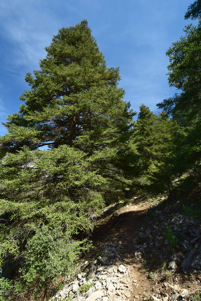 Abies pinsapo (door Ed Stikvoort)