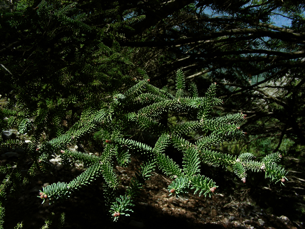 Abies pinsapo (door Ed Stikvoort)