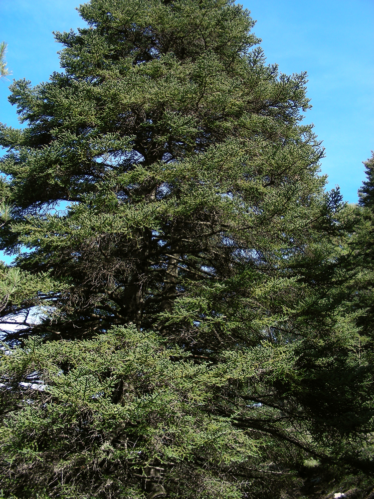 Abies pinsapo (door Ed Stikvoort)