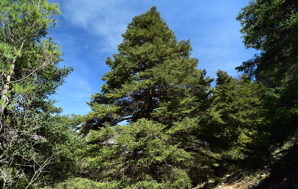 Abies pinsapo (door Ed Stikvoort)