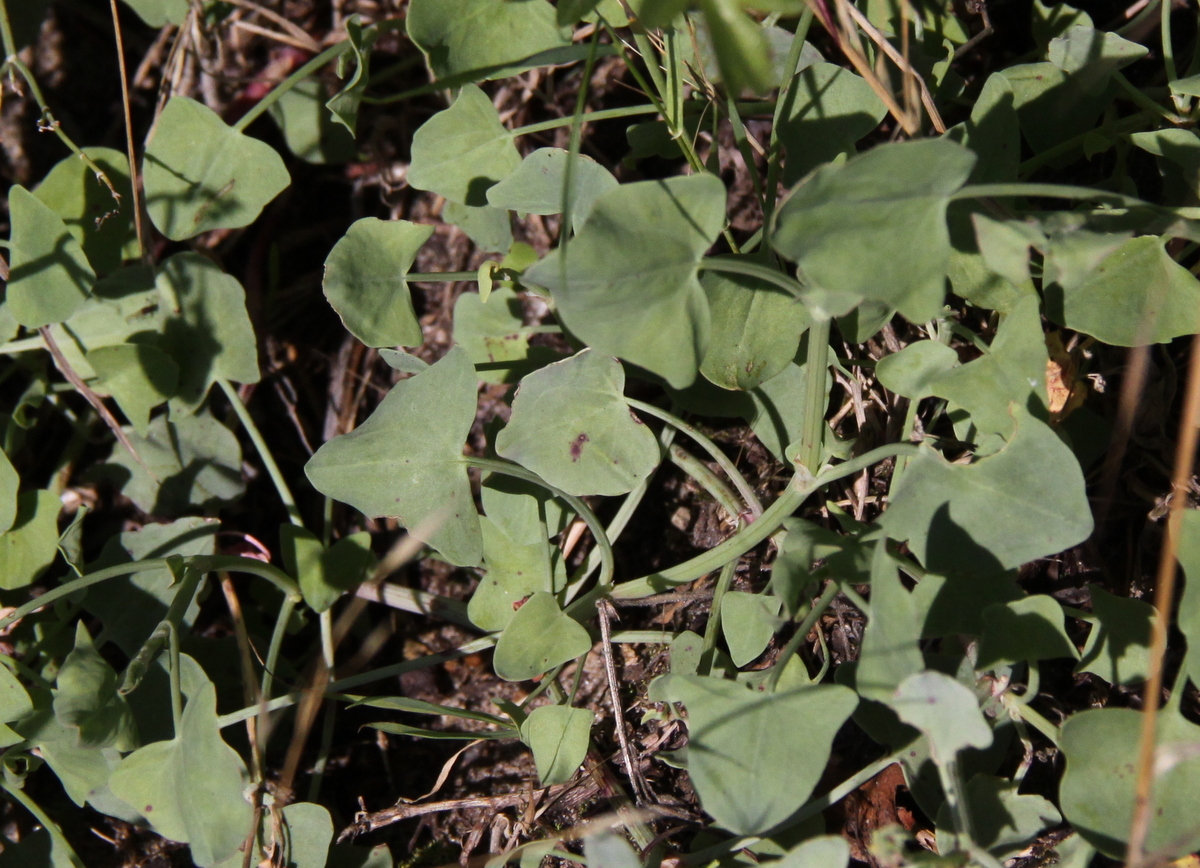 Rumex scutatus (door Peter Meininger)