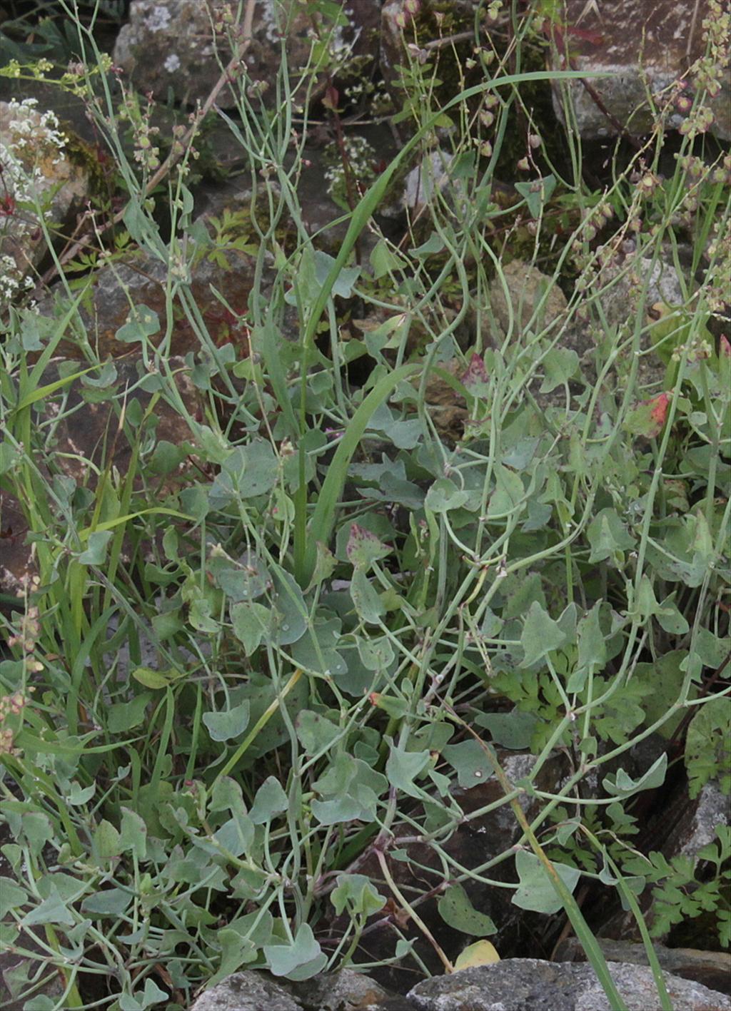 Rumex scutatus (door Peter Meininger)