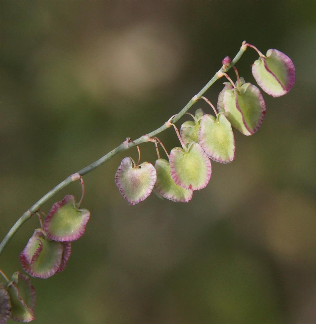 Rumex scutatus (door Peter Meininger)