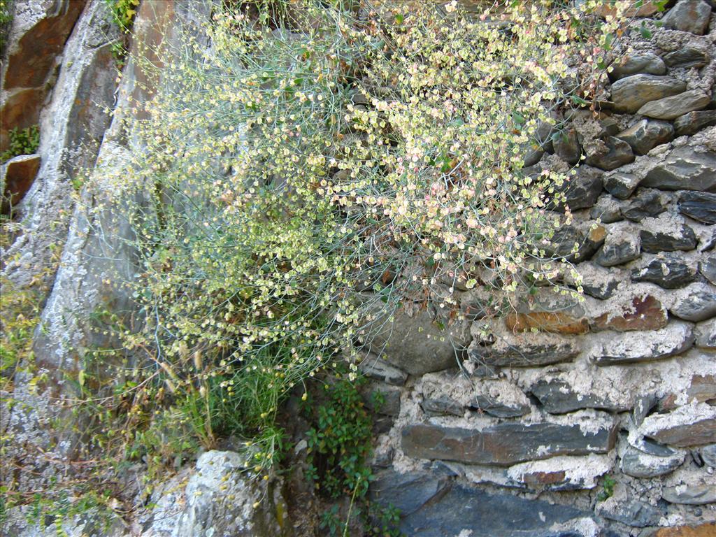 Rumex scutatus (door Toon Verrijdt)