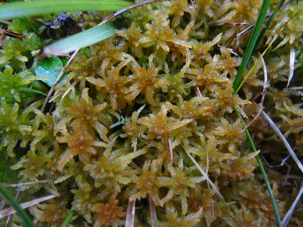 Sphagnum contortum (door Jakob Hanenburg)