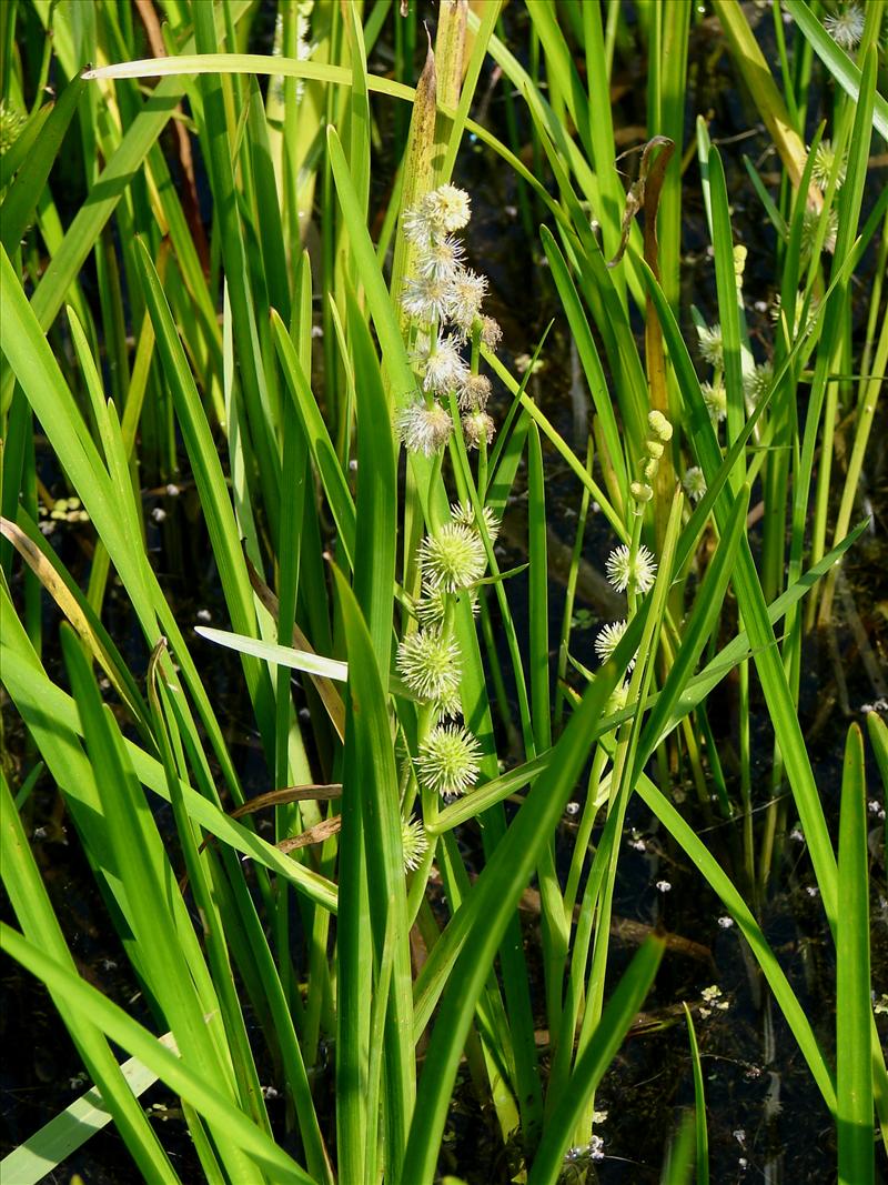 Sparganium emersum (door Adrie van Heerden)